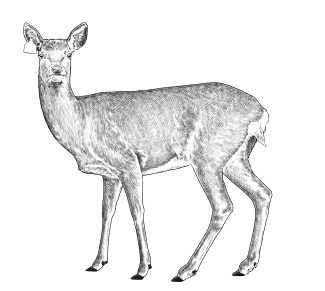 Deer Illustration